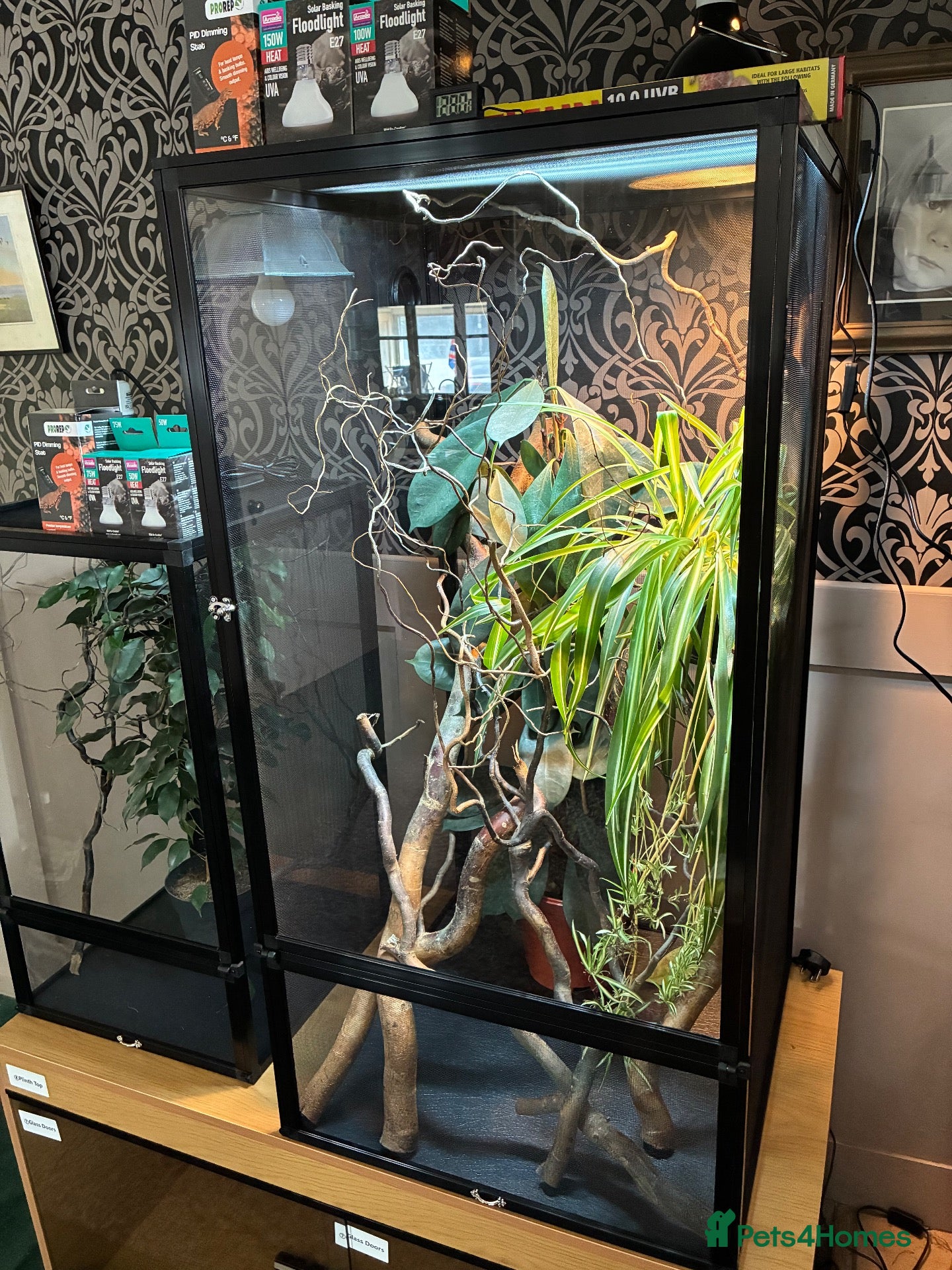 Chameleon reptiles for sale: Yemen Chameleon + Vivarium Setup Kit - Advert 1