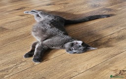 Ragdoll cats for sale: Chartreux cross Ragdoll grey Curly kittens - Image 7