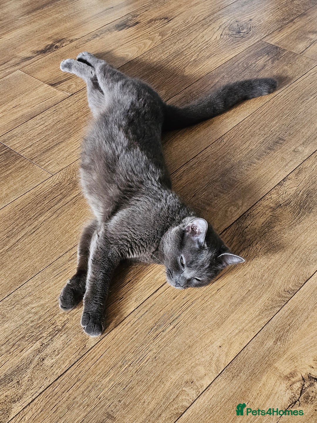 Ragdoll cats for sale: Chartreux cross Ragdoll grey Curly kittens - Image 7