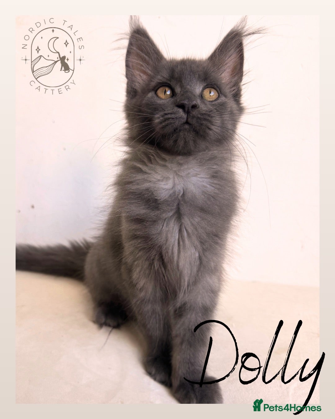 Maine Coon cats Gorgeous Solid Blue Maine Coon Kitten  - Advert 2