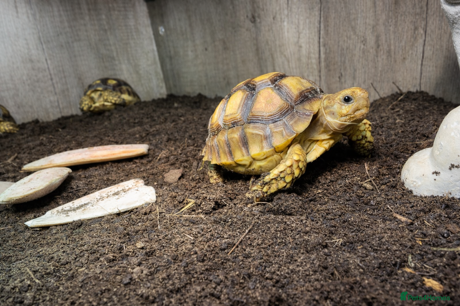 Tortoise reptiles Baby Sulcata Tortoises & Full Set Ups!! - Advert 2