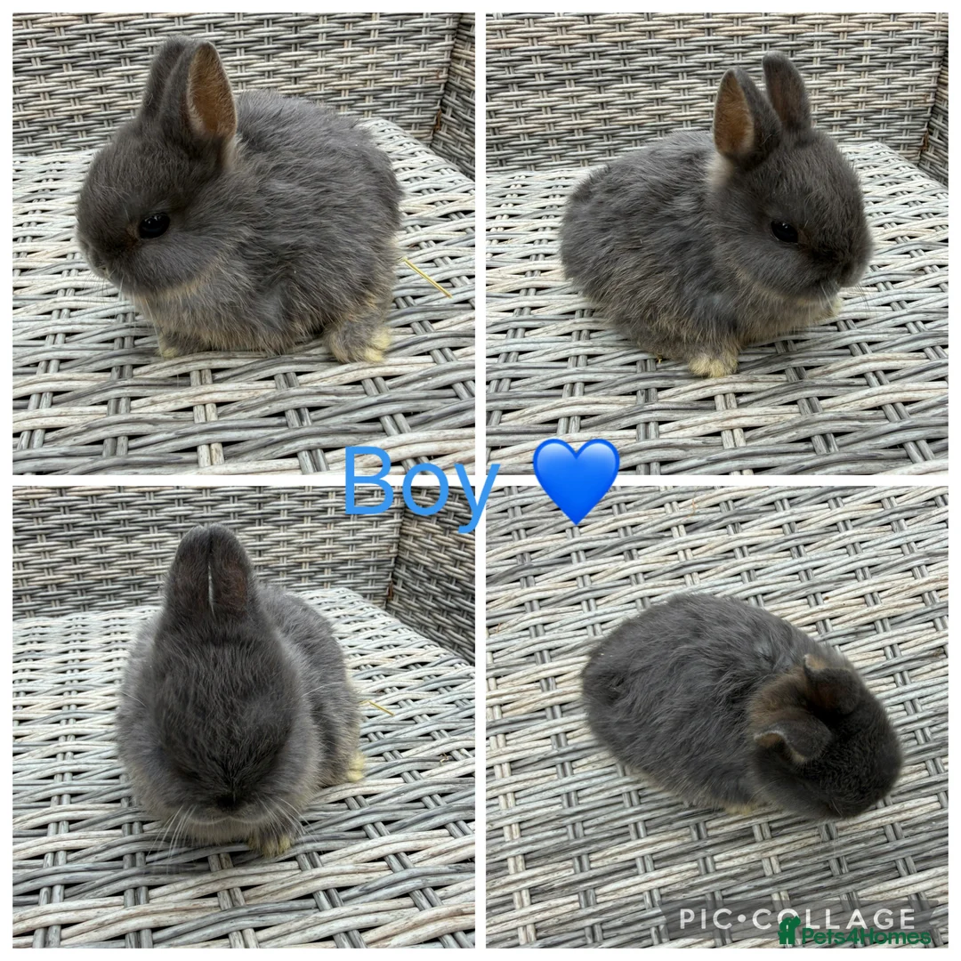 Netherland Dwarf rabbits for sale: 2 female & 1 male purebred Netherland dwarfs - Advert 3
