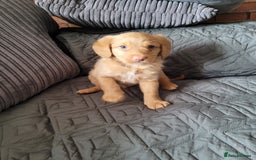 Labradoodle dogs for sale: ALL PUPS HAVE BEEN RESERVED  - Image 3