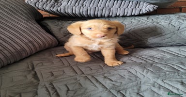 Labradoodle dogs - Advert 10