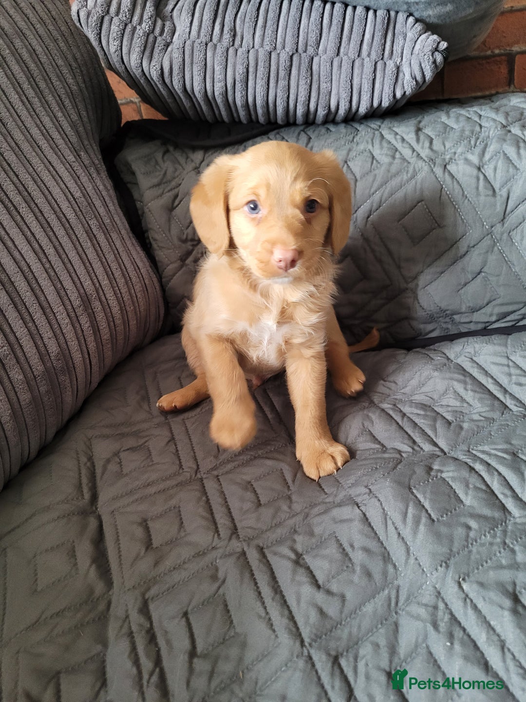 Labradoodle dogs for sale: ALL PUPS HAVE BEEN RESERVED  - Image 3