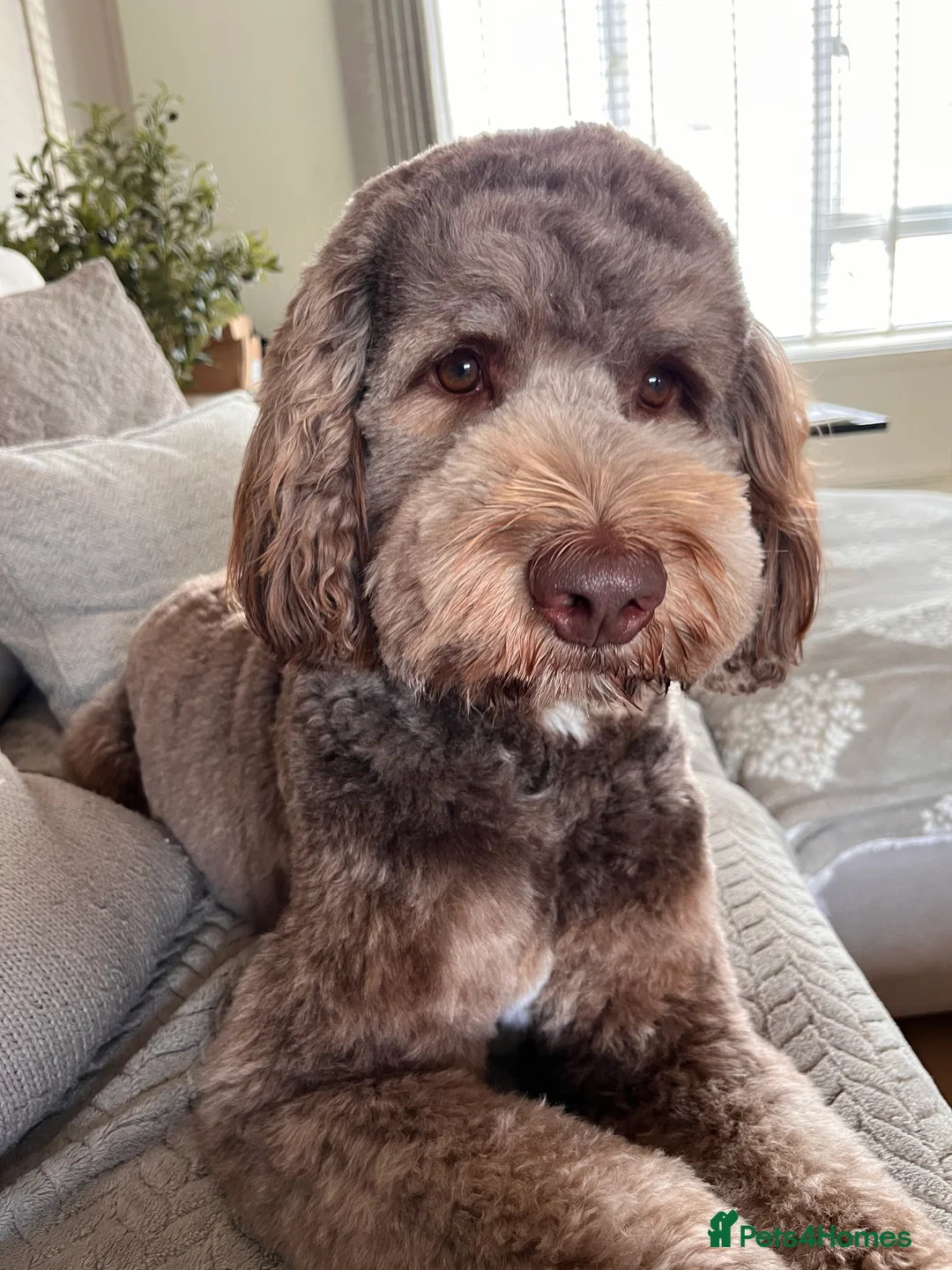 Australian Labradoodle dogs for stud: Australian Labradoodle Chocolate & White Tuxedo - Advert 2