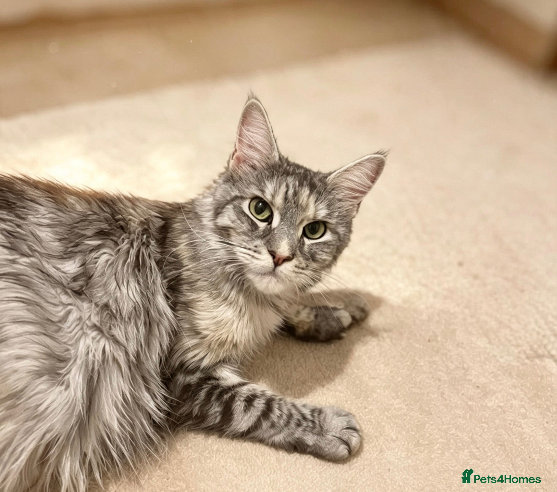 Maine Coon cats TICA REGISTERED MAINE COON KITTENS  - Advert 2