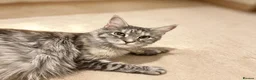 Maine Coon cats for sale: TICA REGISTERED MAINE COON KITTENS  - Advert 1