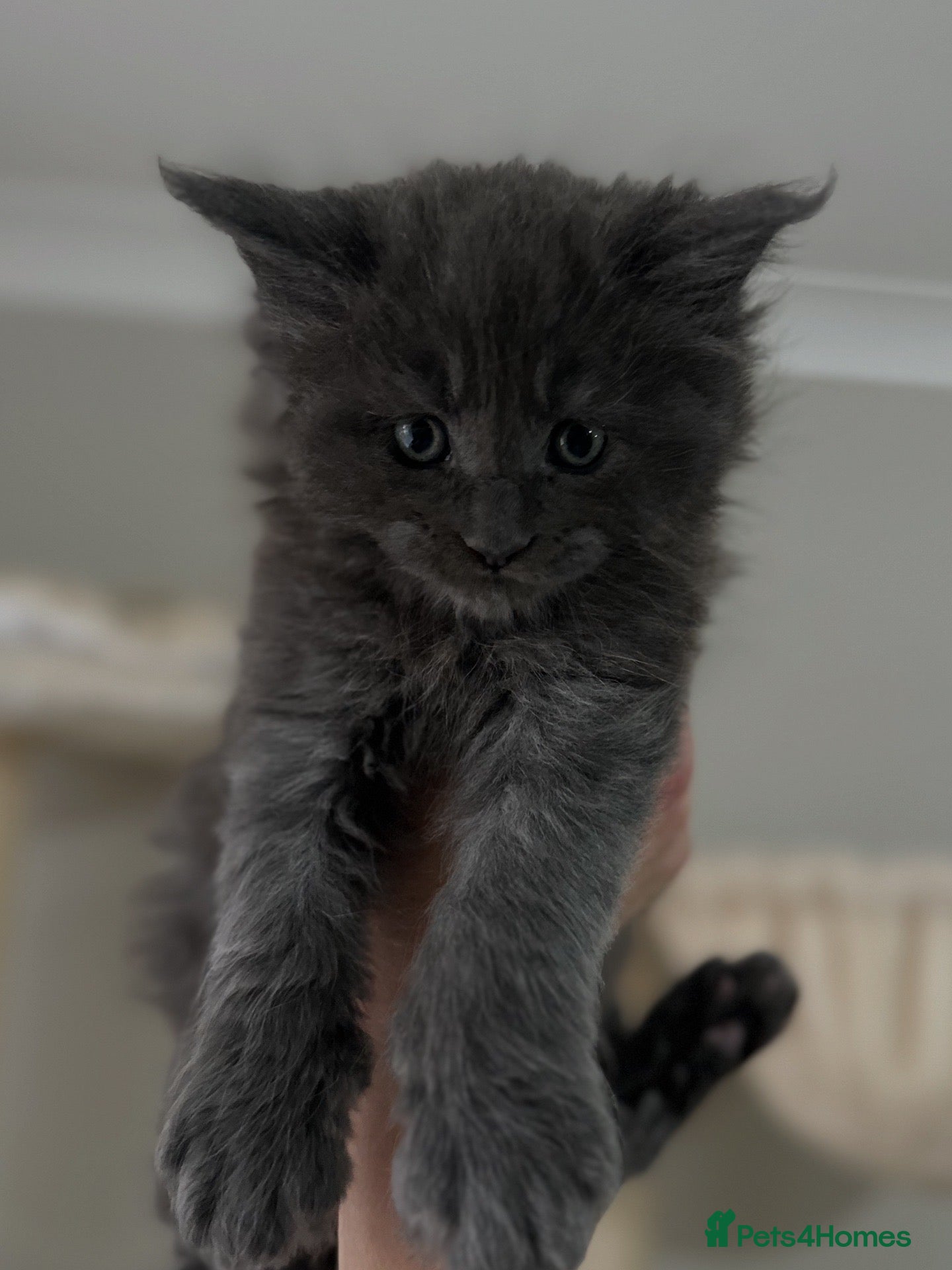 Maine Coon cats Stunning TICA Registered Maine Coon Kittens - Advert 1