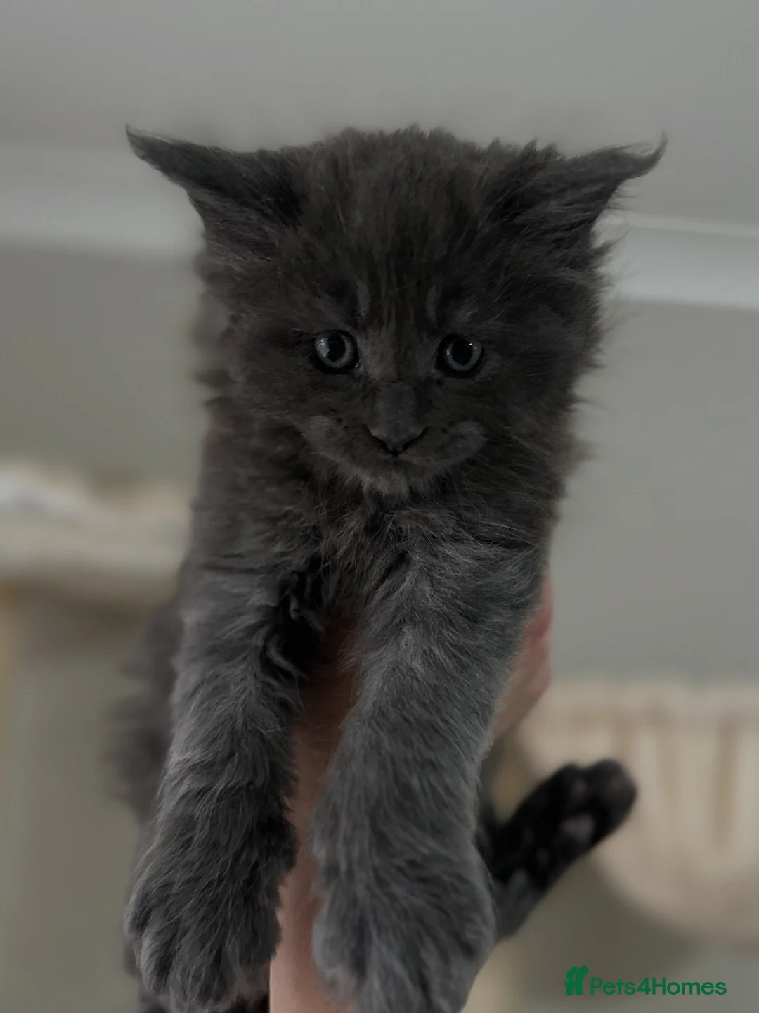 Maine Coon cats for sale: Stunning TICA Registered Maine Coon Kittens - Advert 1