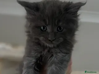 Maine Coon cats Stunning TICA Registered Maine Coon Kittens - Advert 1