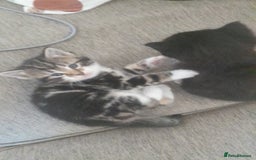 Mixed Breed cats for sale: Playful & cuddly Tabby-Bengal-Mix Kittens £200 - Image 39