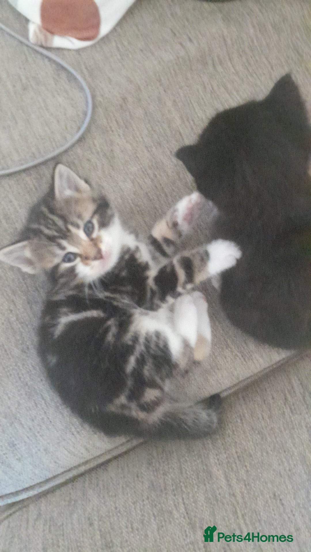 Mixed Breed cats for sale: Playful & cuddly Tabby-Bengal-Mix Kittens £200 - Image 39
