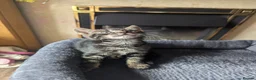 Mixed Breed cats for sale: Beautiful British short hair X - Advert 5
