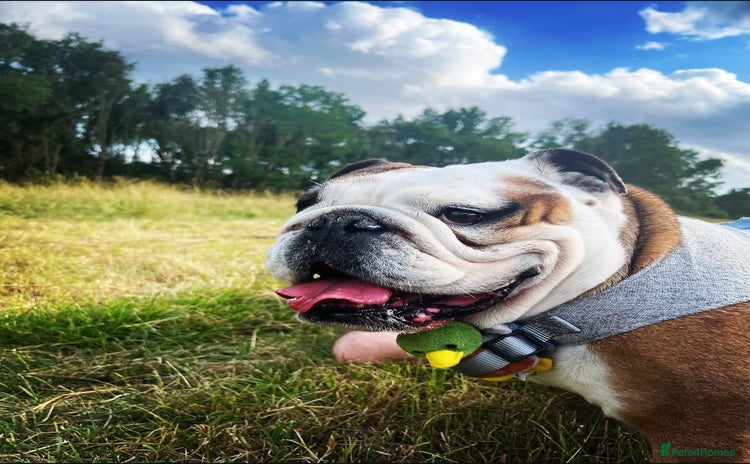 English Bulldog dogs - Advert 1