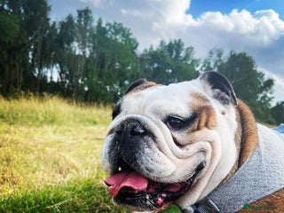 English Bulldog dogs - Advert 9