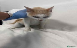 Mixed Breed cats for adoption: 💍Pearl💍is looking for her forever home!  - Image 6