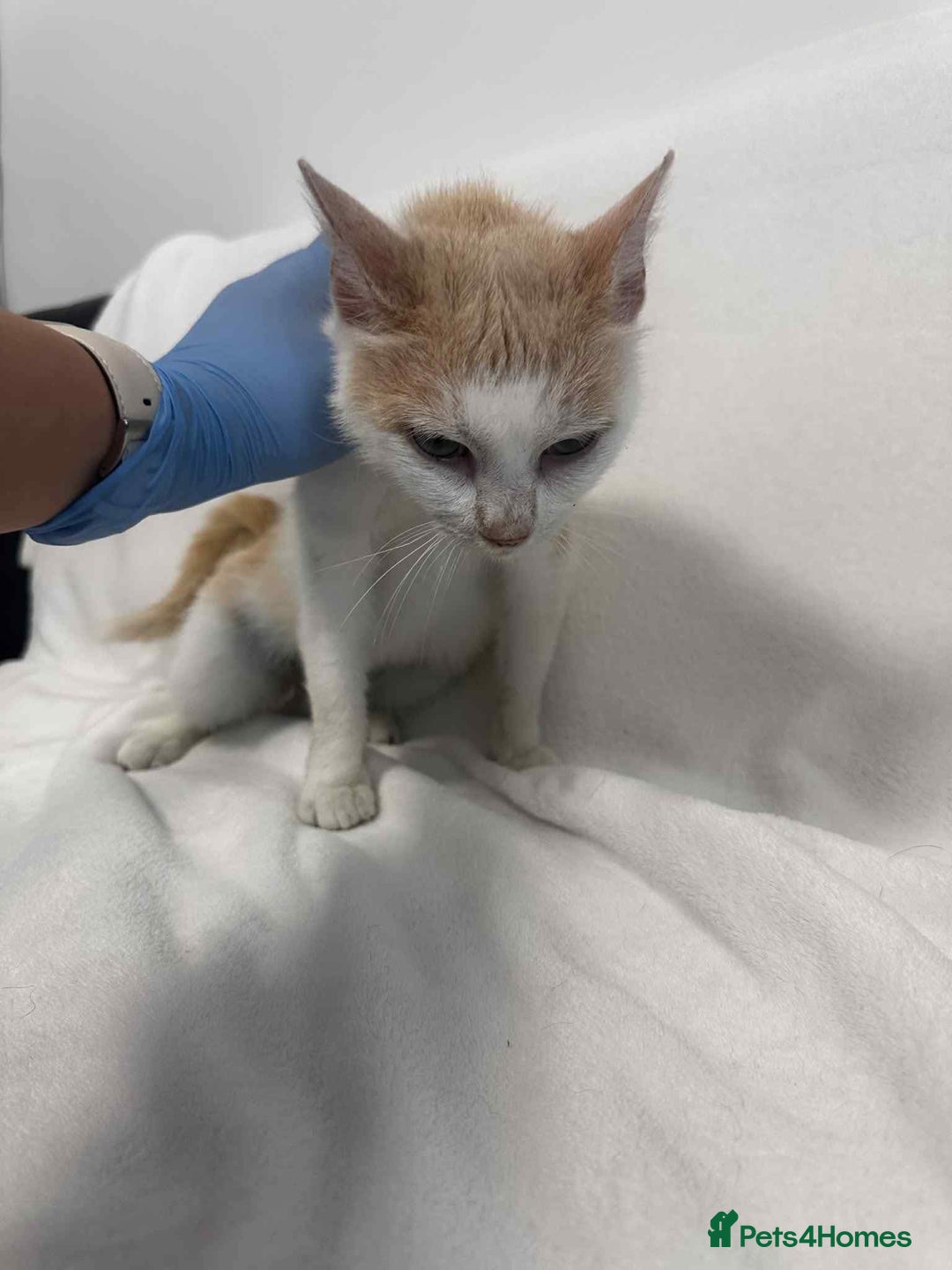 Mixed Breed cats for adoption: 💍Pearl💍is looking for her forever home!  - Image 6
