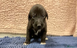 Mixed Breed dogs for sale: WOLFADOODLE F1B REVERSE. IRISH WOLFHOUND X  - Advert 18