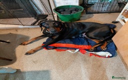 Dobermann dogs for sale: Doberman puppies looking for their forever home - Advert 1