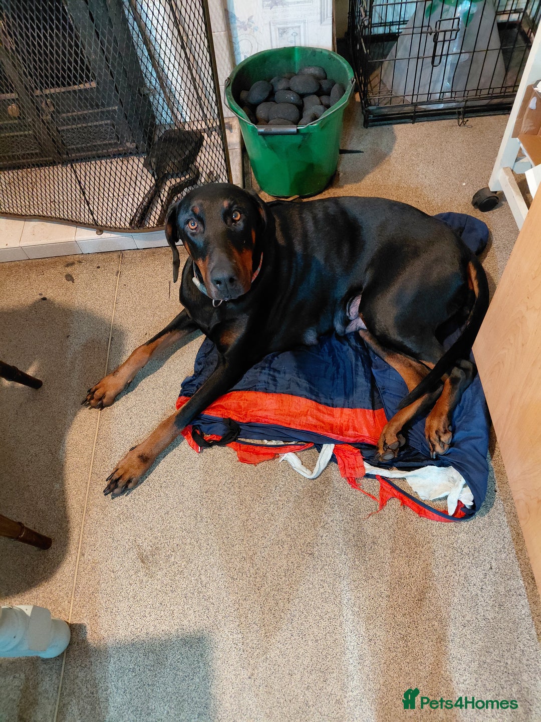 Dobermann dogs for sale: Doberman puppies looking for their forever home - Advert 1