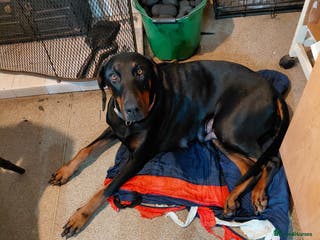 Dobermann dogs Doberman puppies looking for their forever home - Advert 3