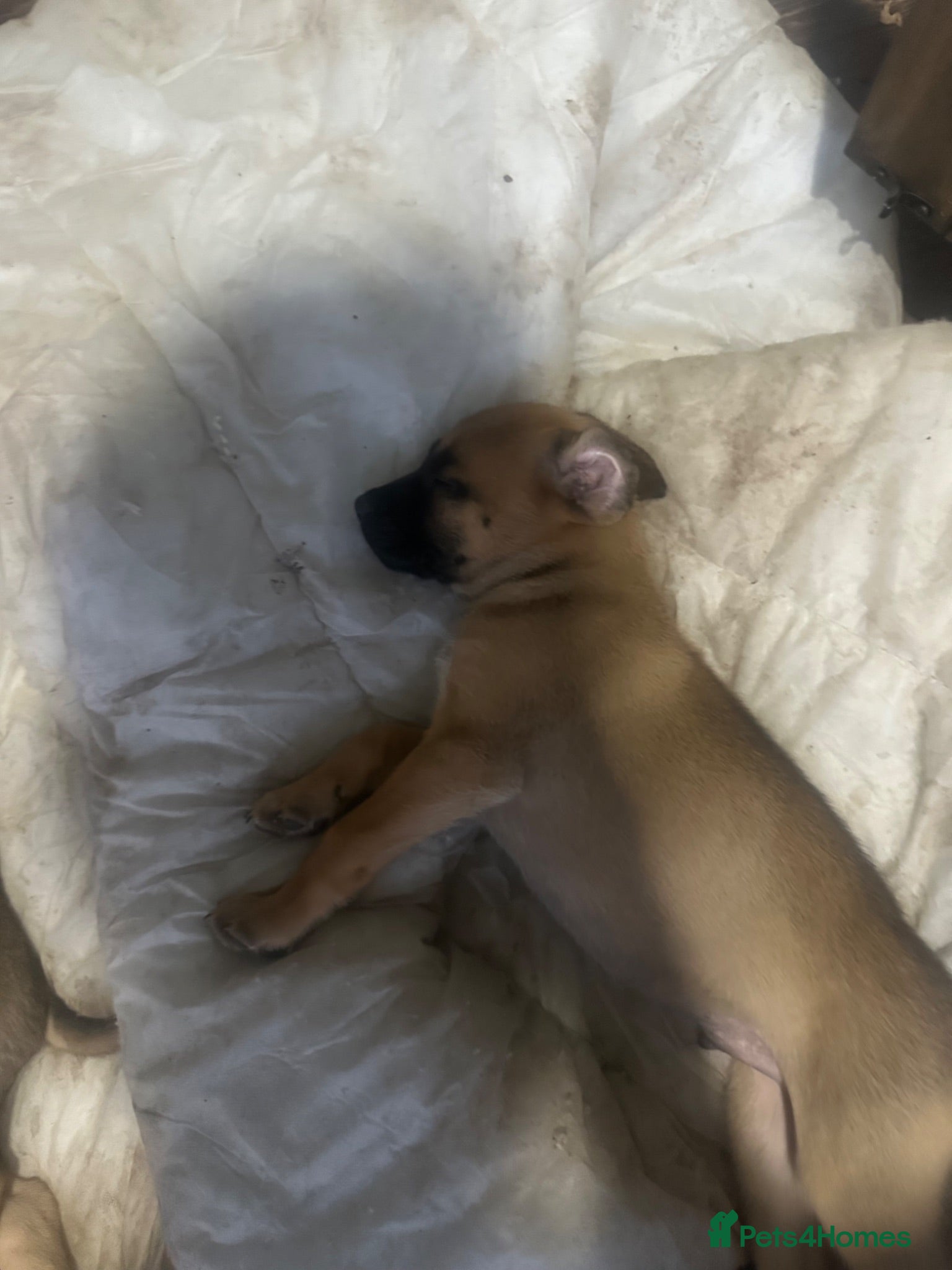 Mixed Breed dogs Puppy’s  - Advert 1