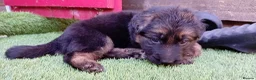 German Shepherd dogs for sale: German Shepherd Puppies  - Advert 29