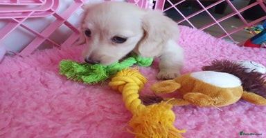Miniature Dachshund dogs - Advert 3