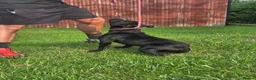 Staffordshire Bull Terrier dogs for sale: Kc registered,  Health tested, Black stafford male - Advert 11