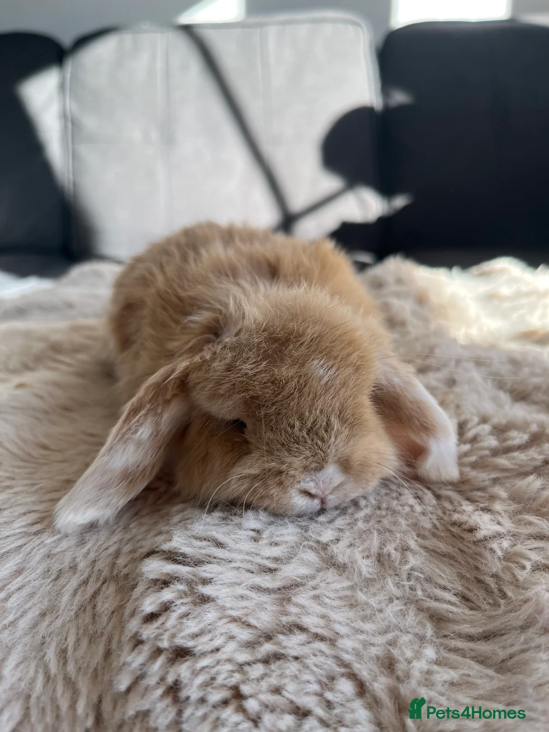 Mini Lop rabbits for sale: Mini Lops looking for their forever home 🏡 - Advert 8