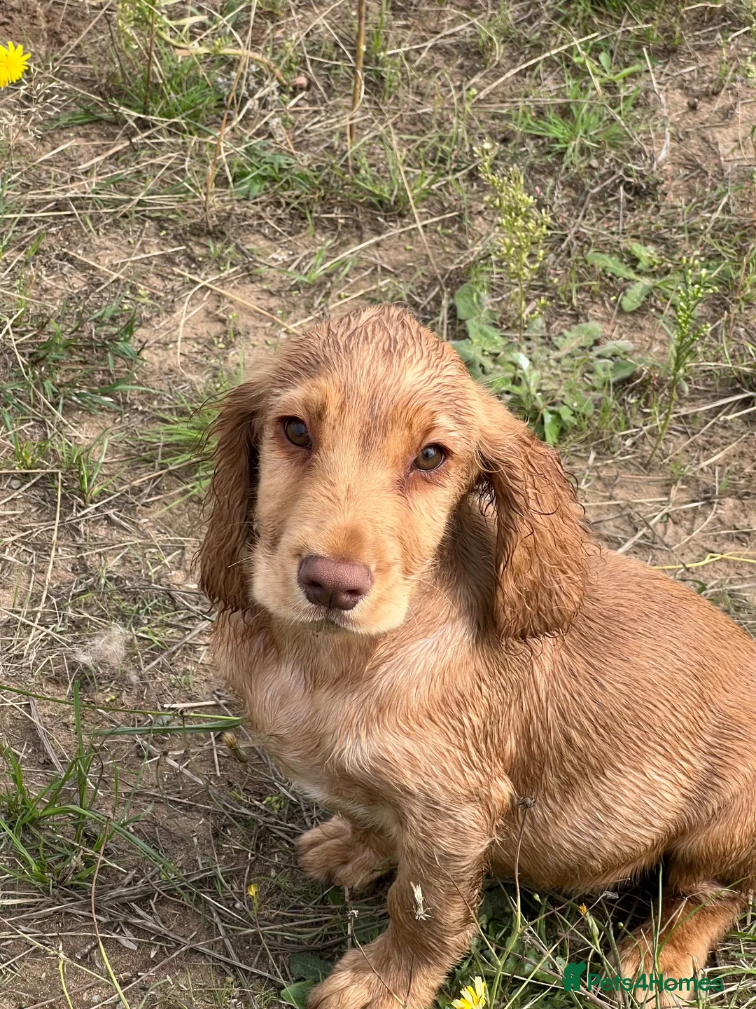 Cocker Spaniel dogs for sale: Cocker spaniel puppies for sale  - Advert 11