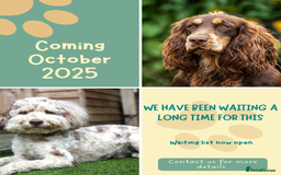 Cockapoo dogs for sale: Waiting List Open - F1 Cockapoo Puppies  - Image 1
