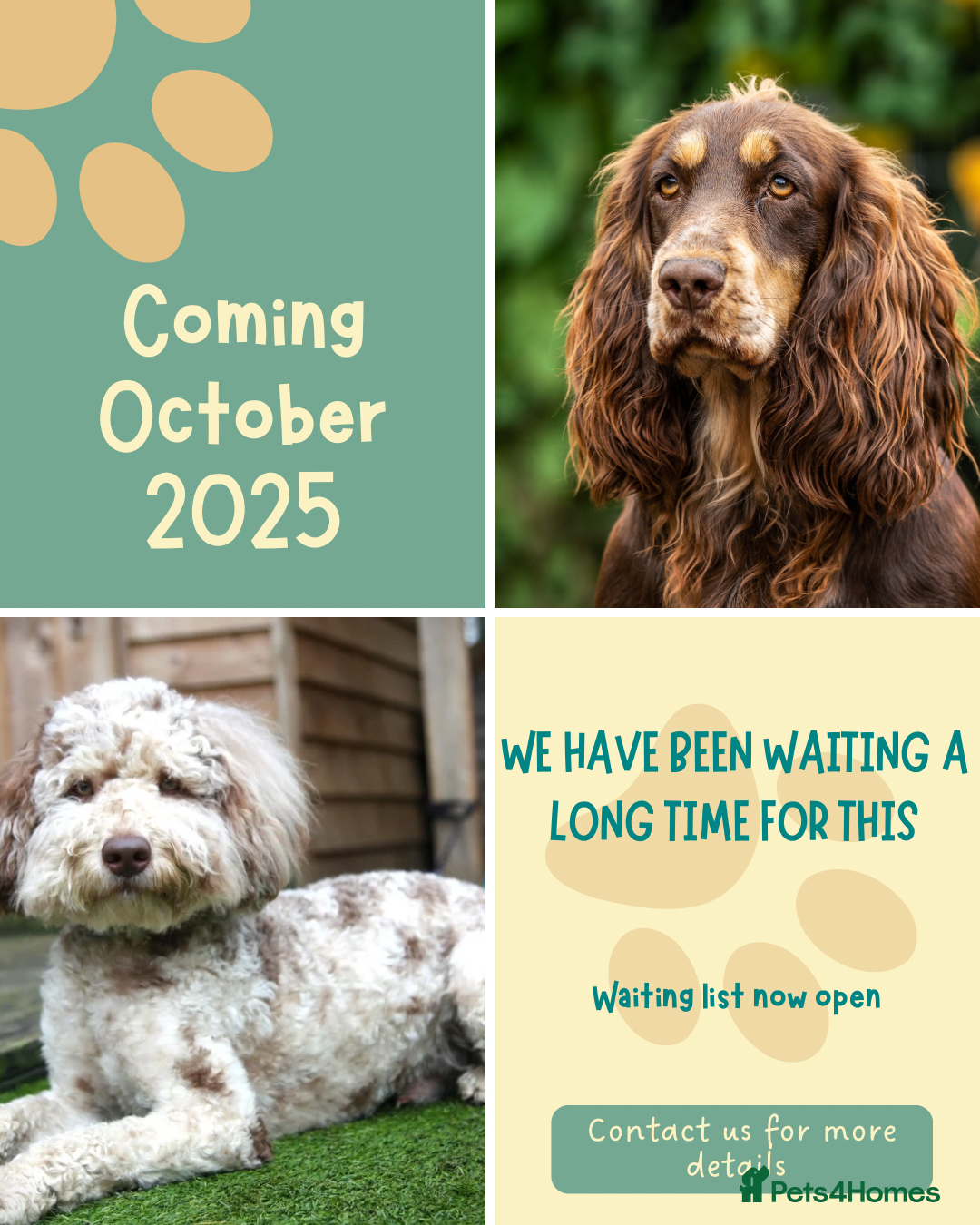Cockapoo dogs for sale: Waiting List Open - F1 Cockapoo Puppies  - Image 1