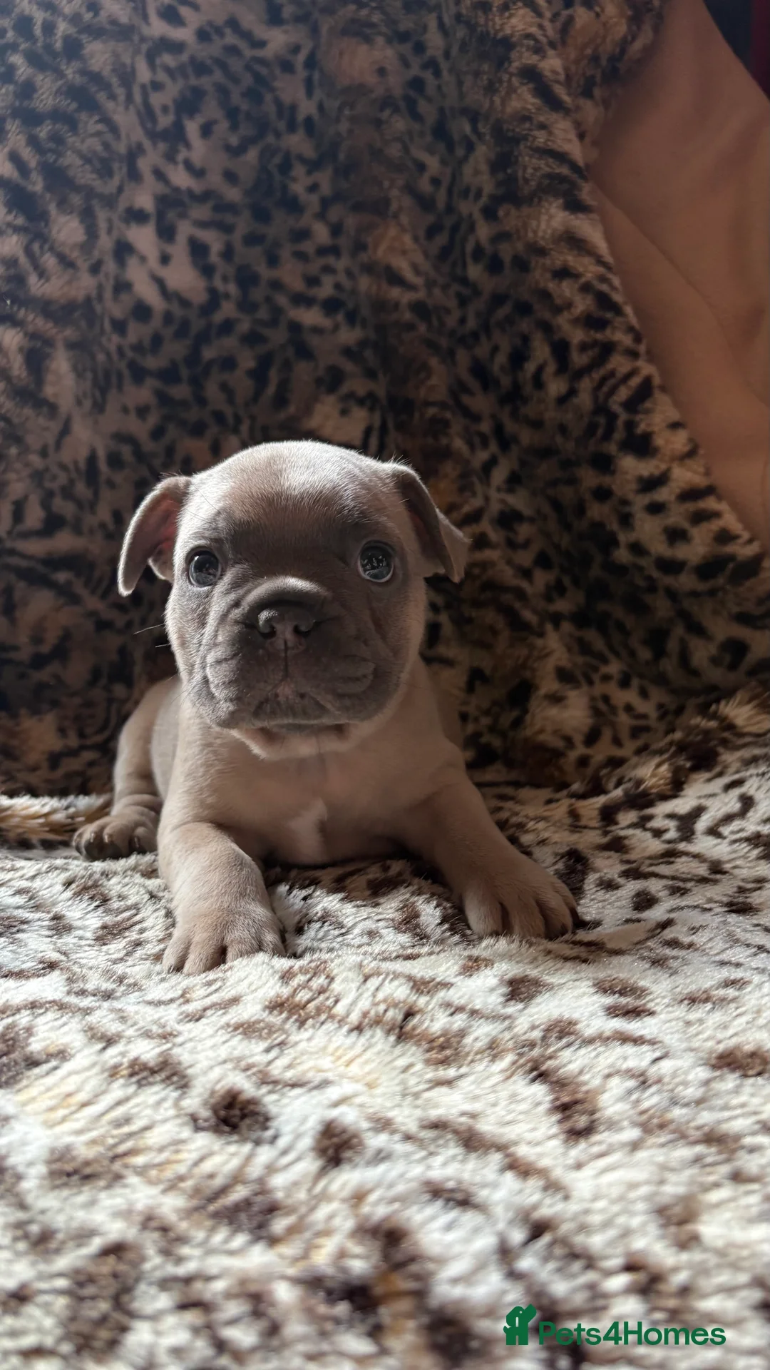 French Bulldog dogs for sale: French bull dog puppies - Advert 6