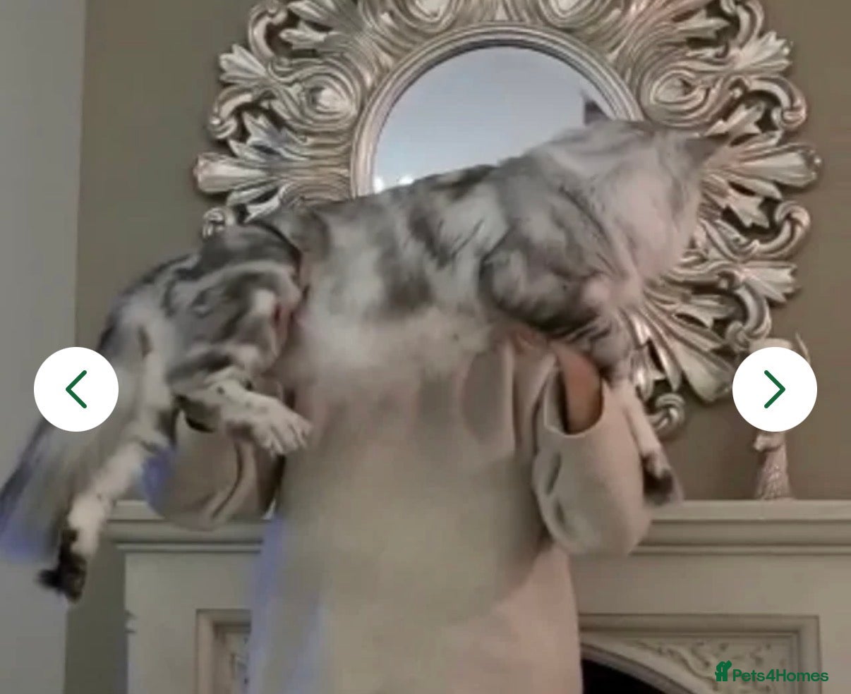 Maine Coon cats Registered Maine coon kittens  - Advert 4