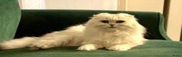 Scottish Fold cats for sale: Loyal girl  - Advert 3