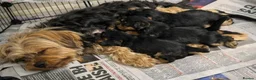 Yorkshire Terrier dogs for sale: Yorkies puppy’s  - Advert 2
