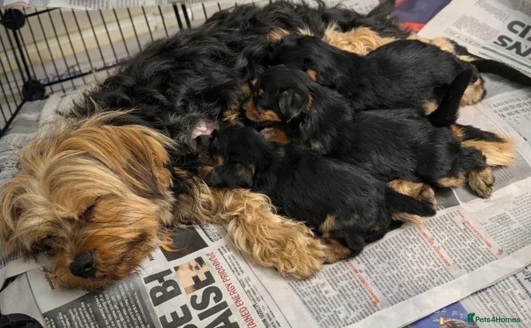 Yorkshire Terrier dogs for sale: Yorkies puppy’s  - Advert 2
