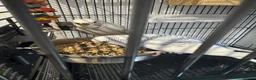 Budgerigars birds for sale: Two young budgies and full set up  in Stroud - Advert 10