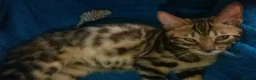 Mixed Breed cats for sale: Beautiful Part Bengal Kittens  - Advert 30