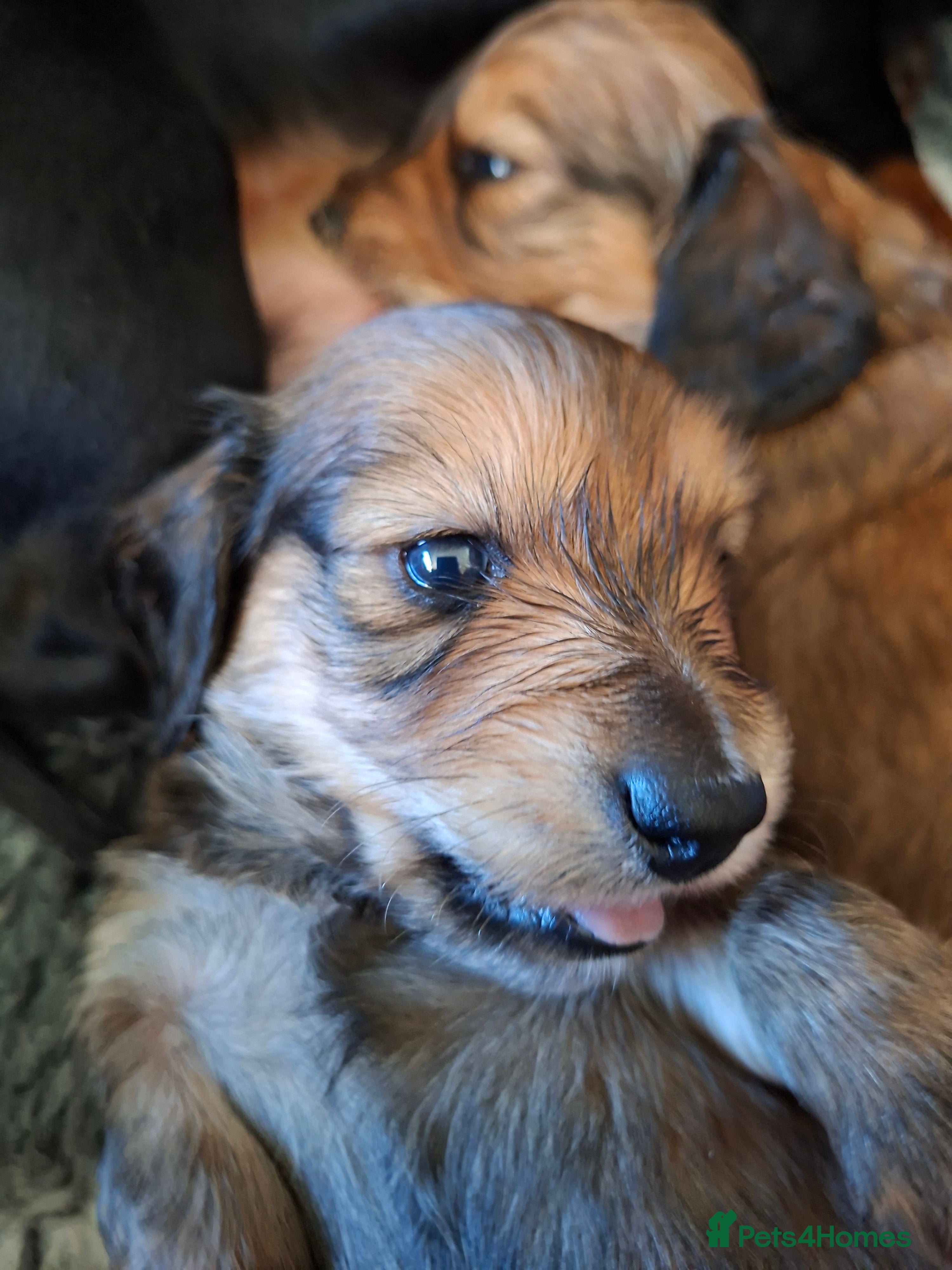 Miniature Dachshund dogs Long haired shaded cream miniature dachshunds  - Advert 15