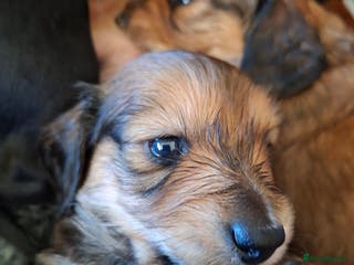Miniature Dachshund dogs Long haired shaded cream miniature dachshunds - Advert 8