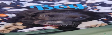 Cockapoo 6