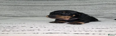 Dachshund Puppy 7