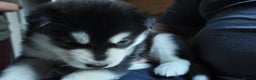 Alaskan Malamute dogs for sale: Alaskan Malamute Puppies - Advert 19