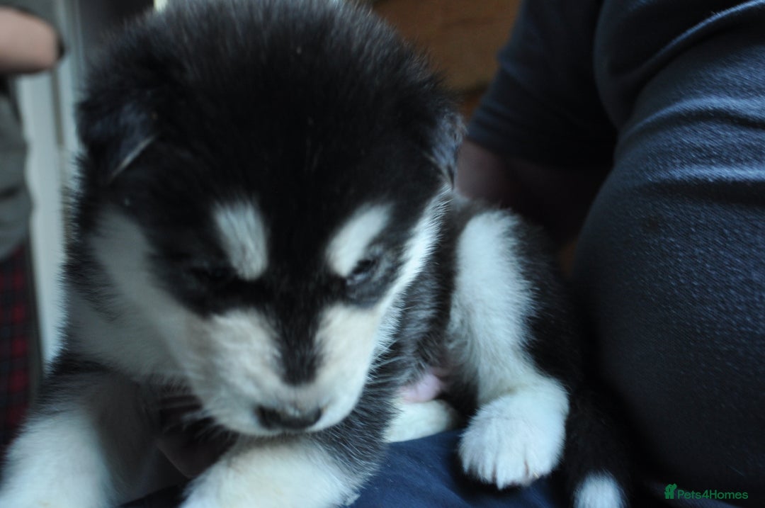 Alaskan Malamute dogs for sale: Alaskan Malamute Puppies - Advert 19