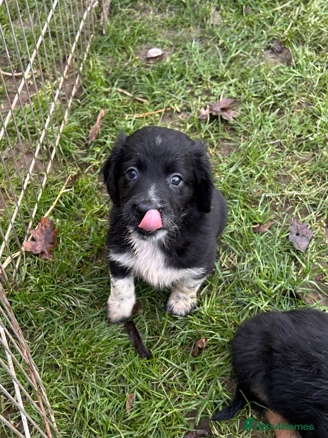 Mixed Breed dogs for sale: GORGEOUS COCKER SPANIEL/BORDER COLLIE PUPS - Advert 14