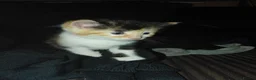 American Shorthair cats for sale: Calico kittens  - Advert 5