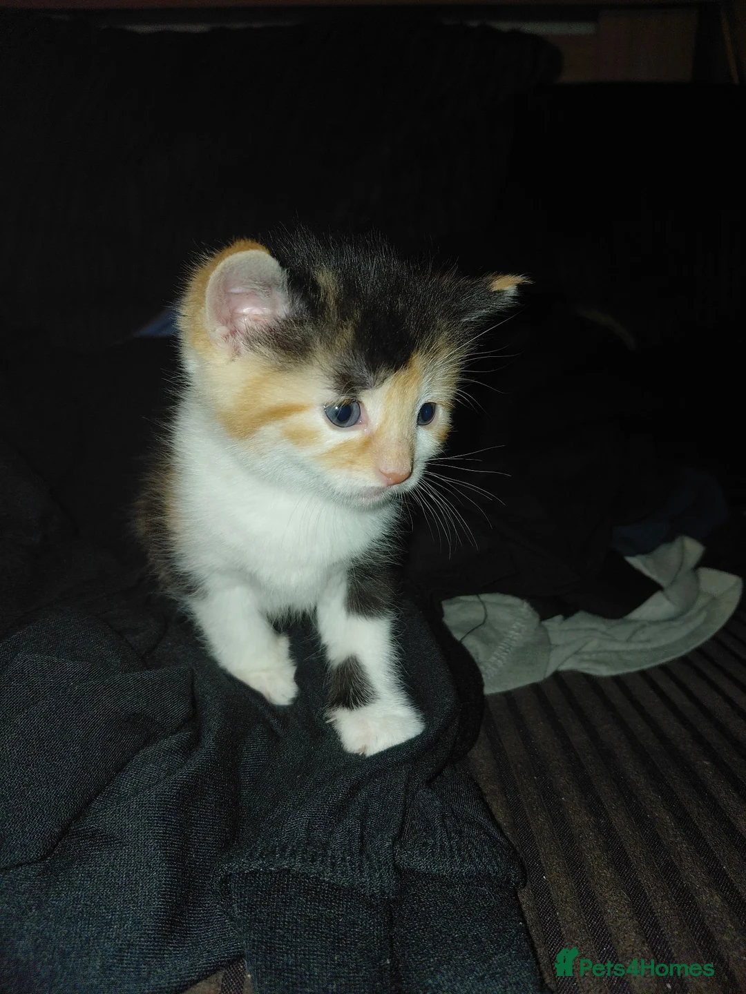 American Shorthair cats for sale: Calico kittens  - Advert 5